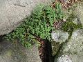 Hairy Lip Fern / Cheilanthes  lanosa    